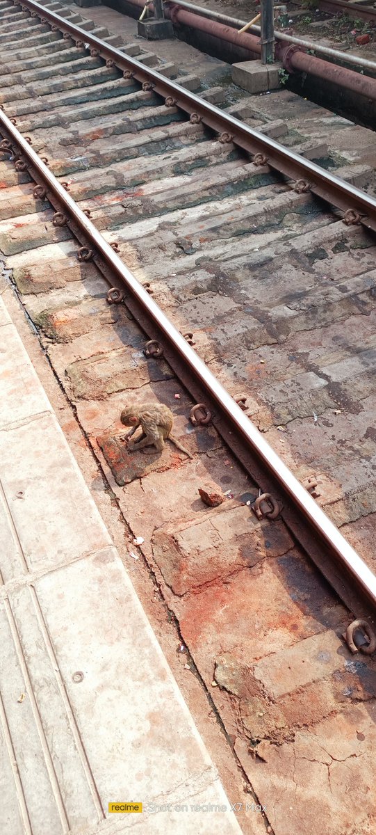 Harshit_sinha__'s tweet photo. @RailMinIndia kindly help this small baby monkey , he is injured and probably lost his mother ... He is on track Lucknow jn platform 7 
He might die if not helped urgently https://t.co/EjqILw8x2G