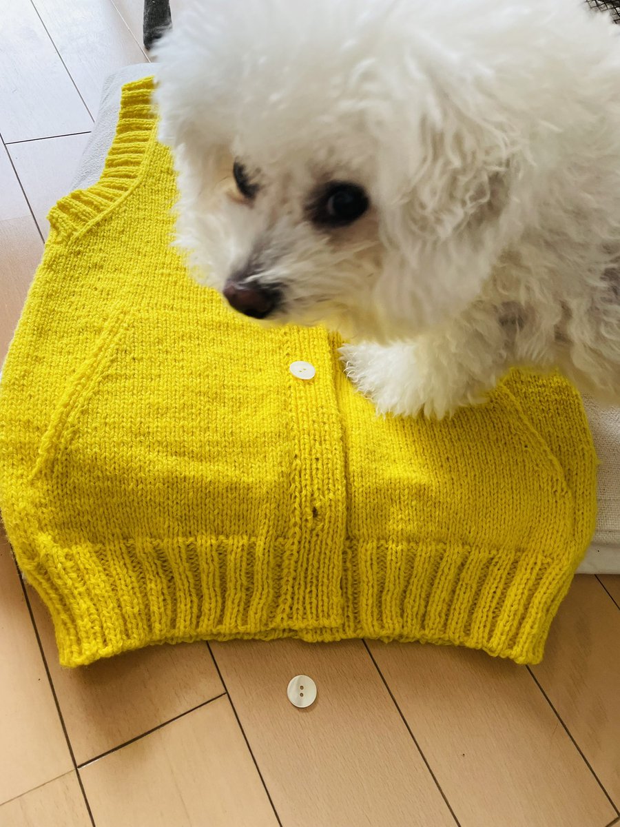 vie_roko's tweet photo. ポケット付きベスト
できあがり😊

いつものように
ヴィーのチェック🐶

#ビションフリーゼ
#ジェイミソンズ
#jamisons
#spindrift
#編みもの大好き https://t.co/jUPBTuNrAJ
