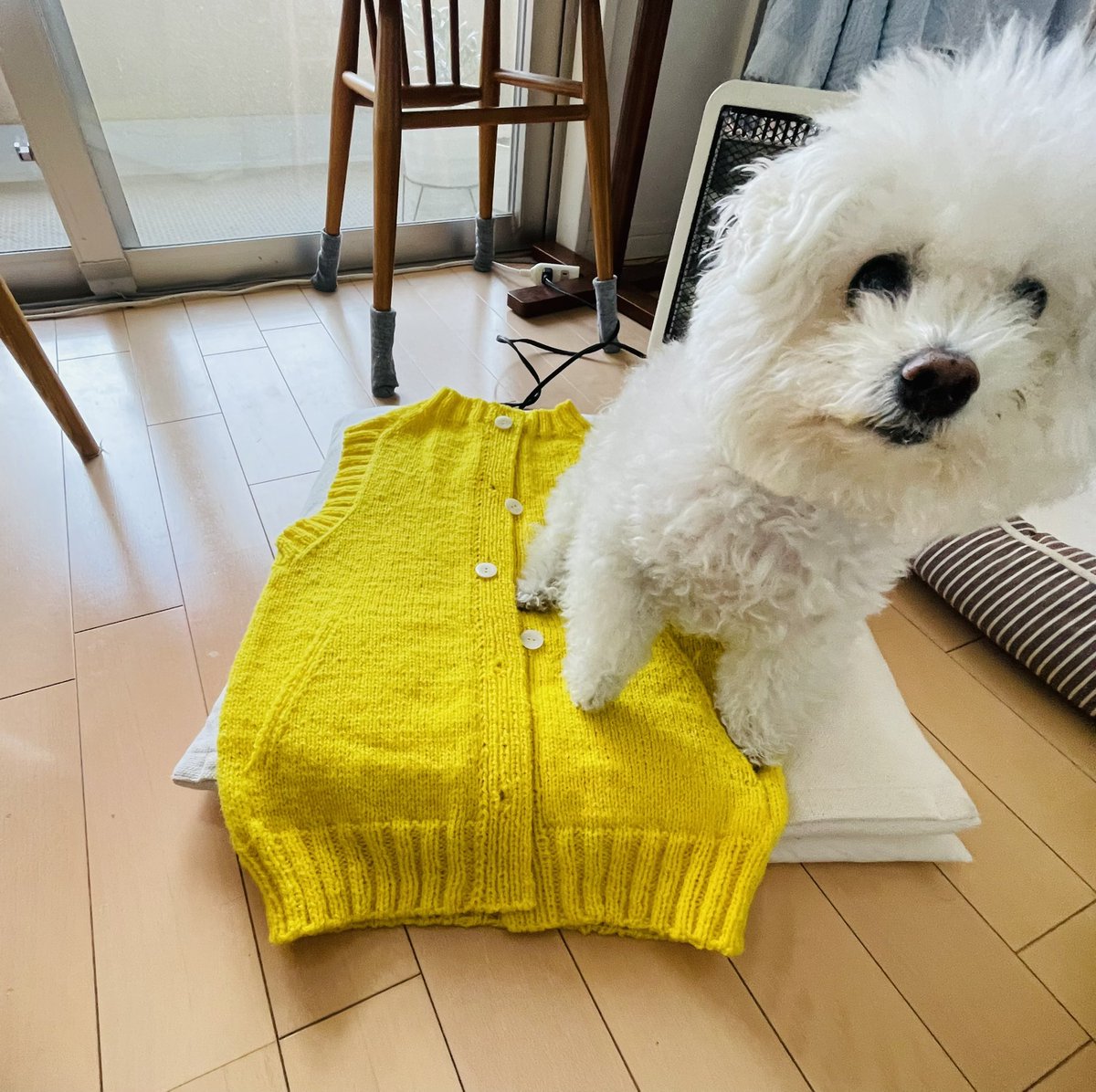 vie_roko's tweet photo. ポケット付きベスト
できあがり😊

いつものように
ヴィーのチェック🐶

#ビションフリーゼ
#ジェイミソンズ
#jamisons
#spindrift
#編みもの大好き https://t.co/jUPBTuNrAJ