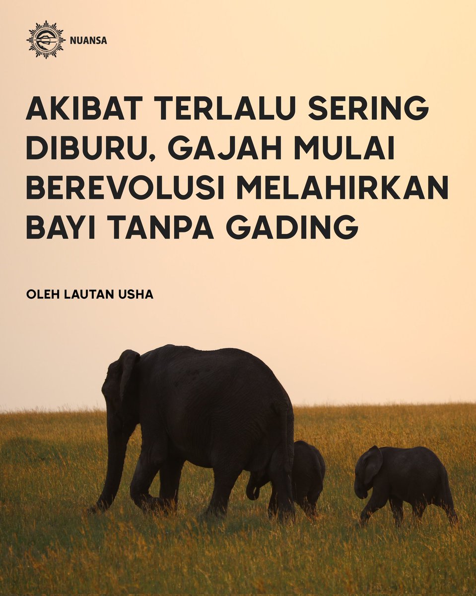LPPM Nuansa UMY tweet media