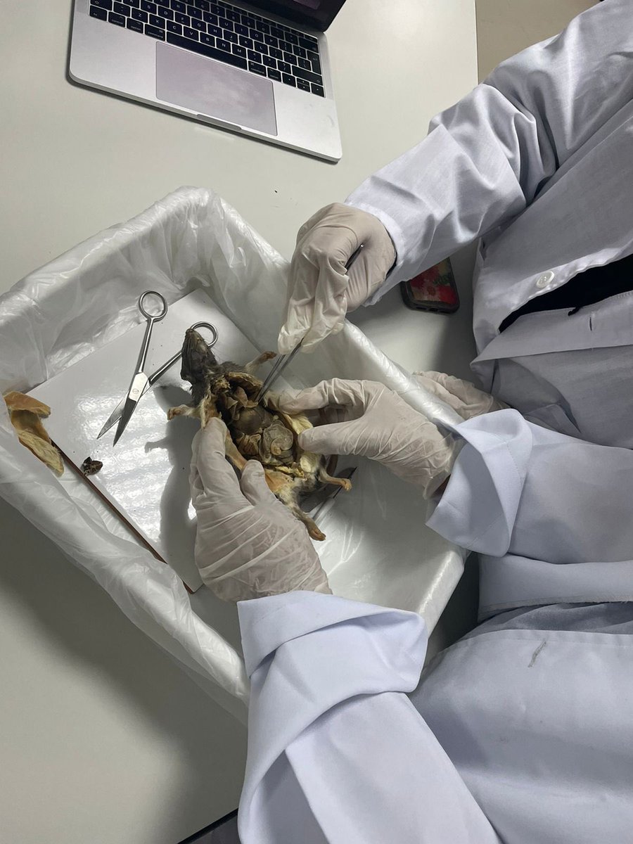 Year 13 Biology students performing Rat #Dissections
#DreamInspireAchieve #IB #biology #FutureReady #HandsOnLearning #Experiment #Responsibility
