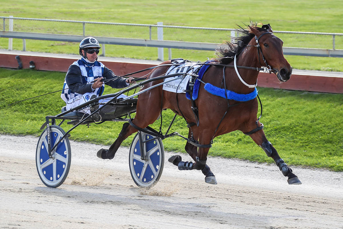 HarnessRacingNZ's tweet photo. ALTA WISEGUY is far too good for them in the Listed NZ Yearling Sales Series Aged Classic!
In the hands of stable driver Tim Williams the 3 year old won easily for Stonewall Stud and Stables!
Shan Noble finished in second and Steel The Show was third!
#Featureracing https://t.co/xdHSVA0NxV