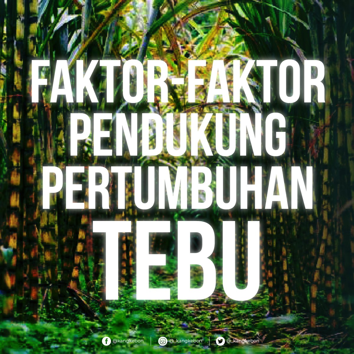 _kangkebon's tweet photo. Ada beberapa faktor penentu pertumbuhan tebu agar tumbuh baik nih guys, yuk mari kita simak☺🌱

#tebu #indonesia #perkebunan #pertanian #komoditasperkebunan https://t.co/L6nN290256