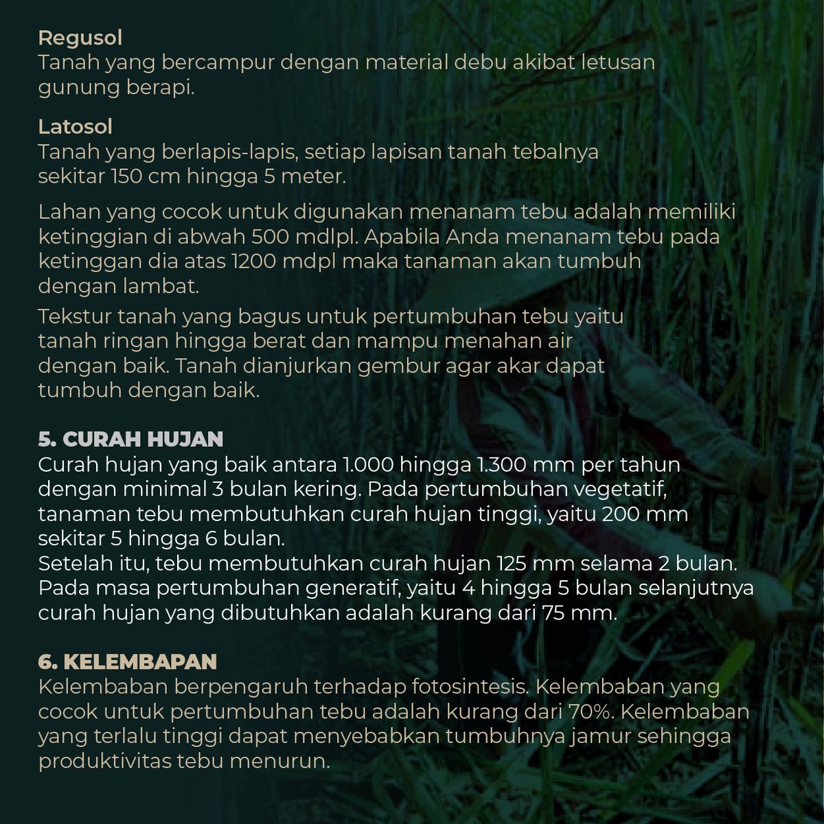 _kangkebon's tweet photo. Ada beberapa faktor penentu pertumbuhan tebu agar tumbuh baik nih guys, yuk mari kita simak☺🌱

#tebu #indonesia #perkebunan #pertanian #komoditasperkebunan https://t.co/L6nN290256