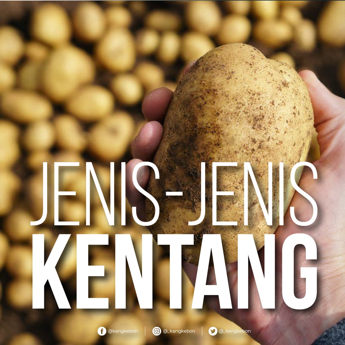 _kangkebon's tweet photo. Kentang adalah makanan keempat yang paling banyak diproduksi di dunia, setelah jagung, gandum, dan beras. 

Tapi, Sobat Kang Kebon tahu ngga nih kalau jenis kentang itu ternyata banyak lho!

#kentang #indonesia #pertanian #perkebunan https://t.co/lhFe3vgumF