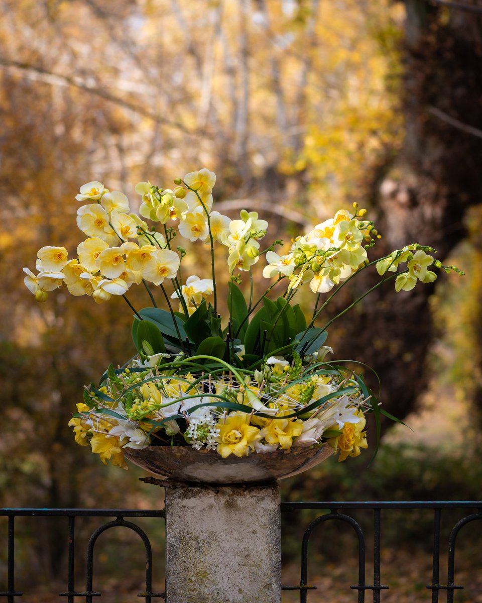On All Souls' Day, the deceased are remembered and a requiem mass is celebrated. The bereaved place flowers on the grave. The Phalaenopsis is also beautiful for All Saints Day in memory of a loved one 🤍🕯