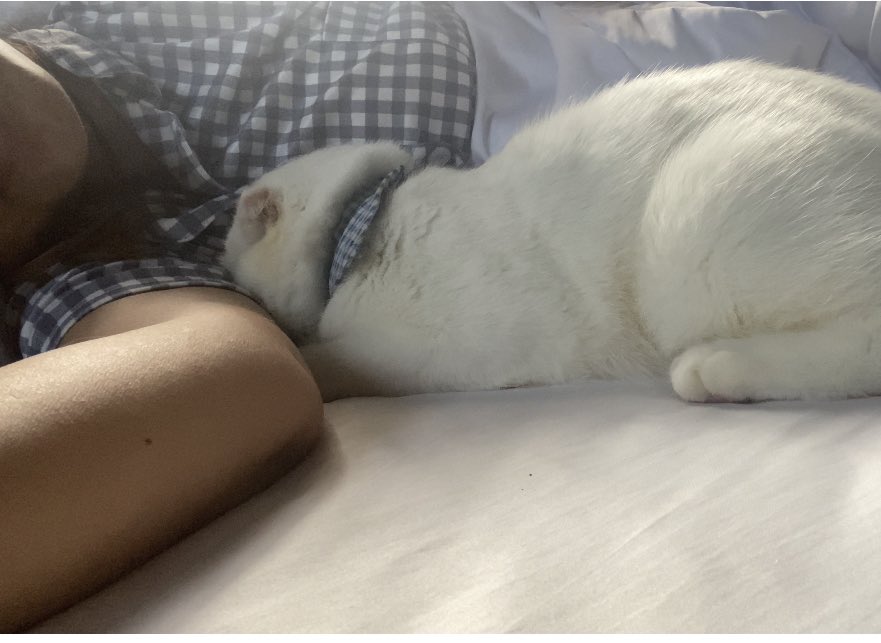 ૮꒰˵• ﻌ •˵꒱ა tweet media
