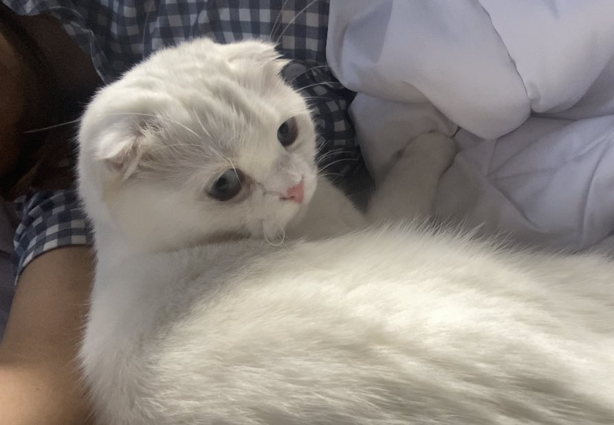 ૮꒰˵• ﻌ •˵꒱ა tweet media