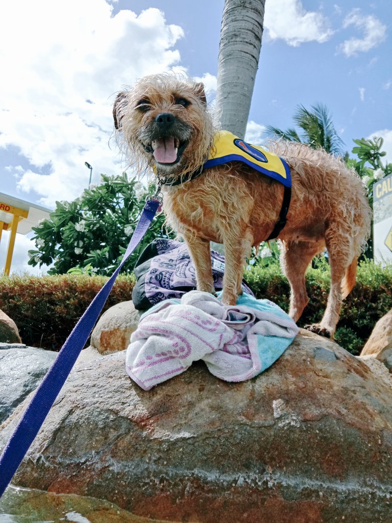Poppy_MindDogAU's tweet photo. Pop on a rock...happy as 😃
A lifeguard DID come &amp; Q us, but it was quickly explained...
NO thanks to the #Whitsundays Council whom I'd emailed out of courtesy 😏 #AssistanceDogs #Travel
#AccessAllAreas
#RockClub #InTheSwim #AirlieBeach #BTPosse #PoppysHolibobs #HappyDogs https://t.co/PZn4yhu9wM