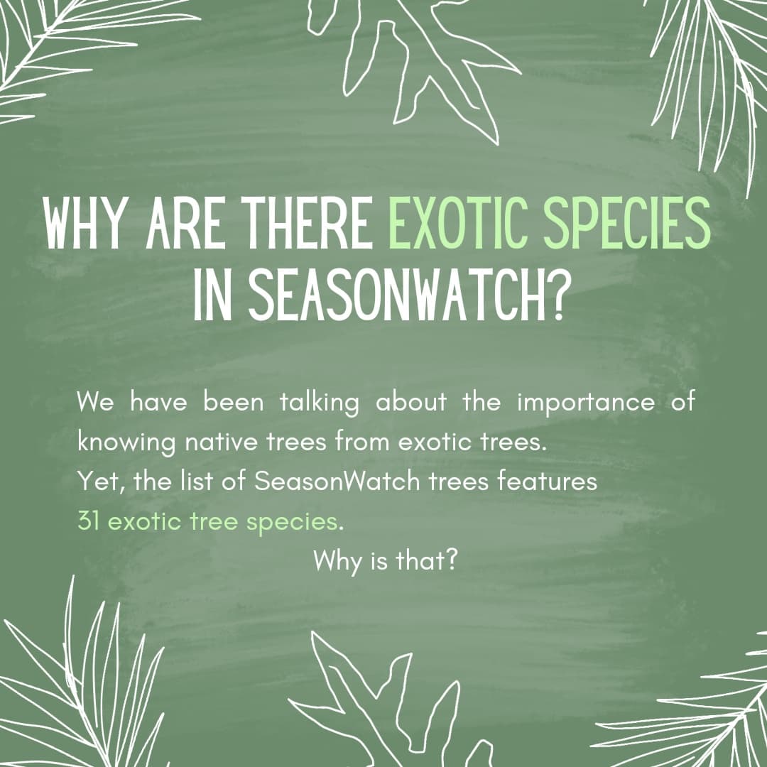 seasonwatch_in's tweet photo. #mondaymusing #mondaythoughts
#seasonwatchers and #citizenscientists, have you noticed #exotictrees in the #seasonwatchtrees and wondered this? (1/4) https://t.co/JZwMObLJ3s