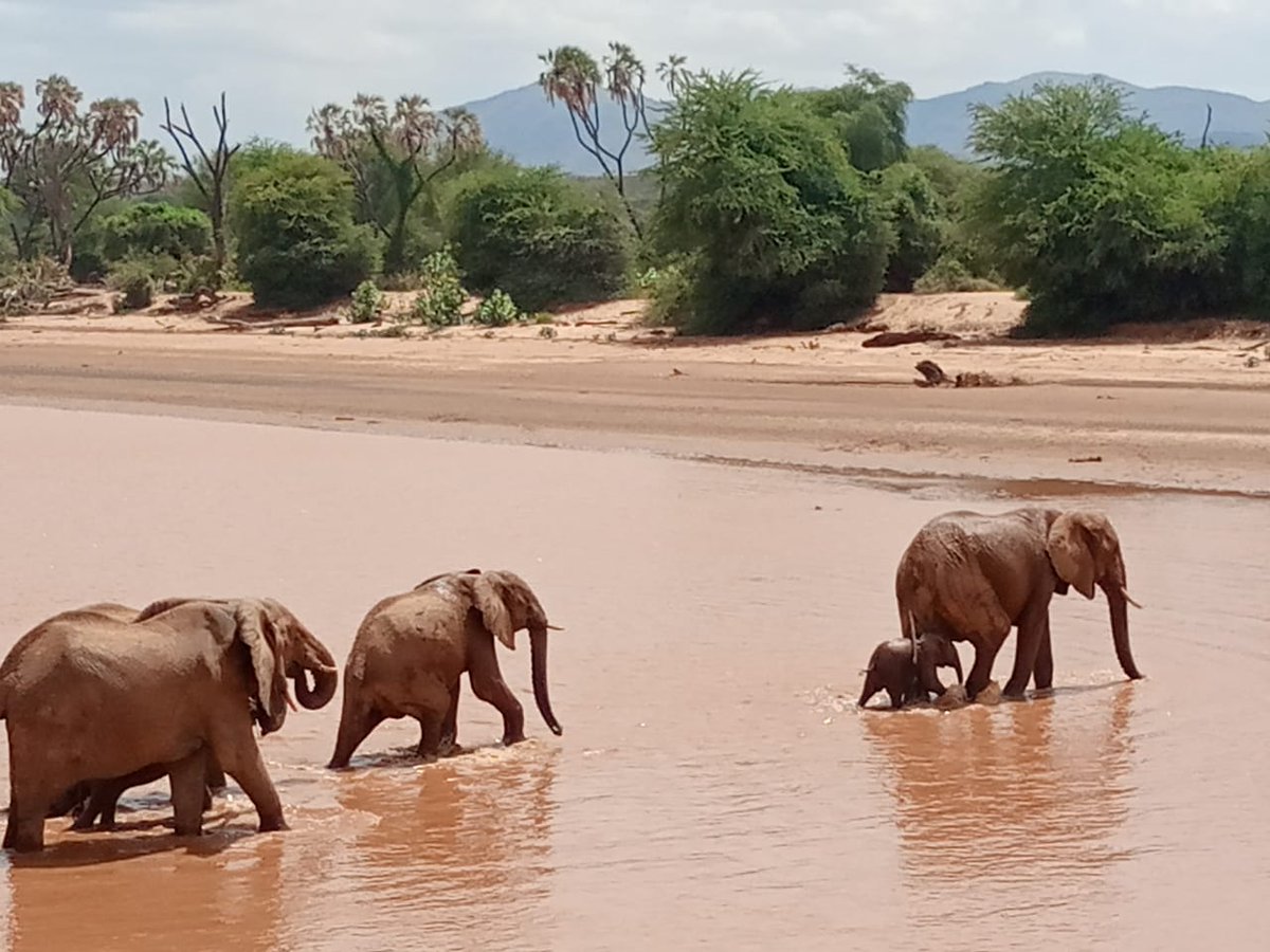 MuthuriKinyamu's tweet photo. Take me back to @SambElephLodge on the banks of Ewaso Nyiro river. There are 4 double villas and 6 family villas, the staff are such lovely hosts from the ladies, to our driver guide Robert and GM Silvester took care of us. S/O to Alfred for the bottomless G&amp;Ts. All inclusive🔥 https://t.co/Kbn3ZGFgst