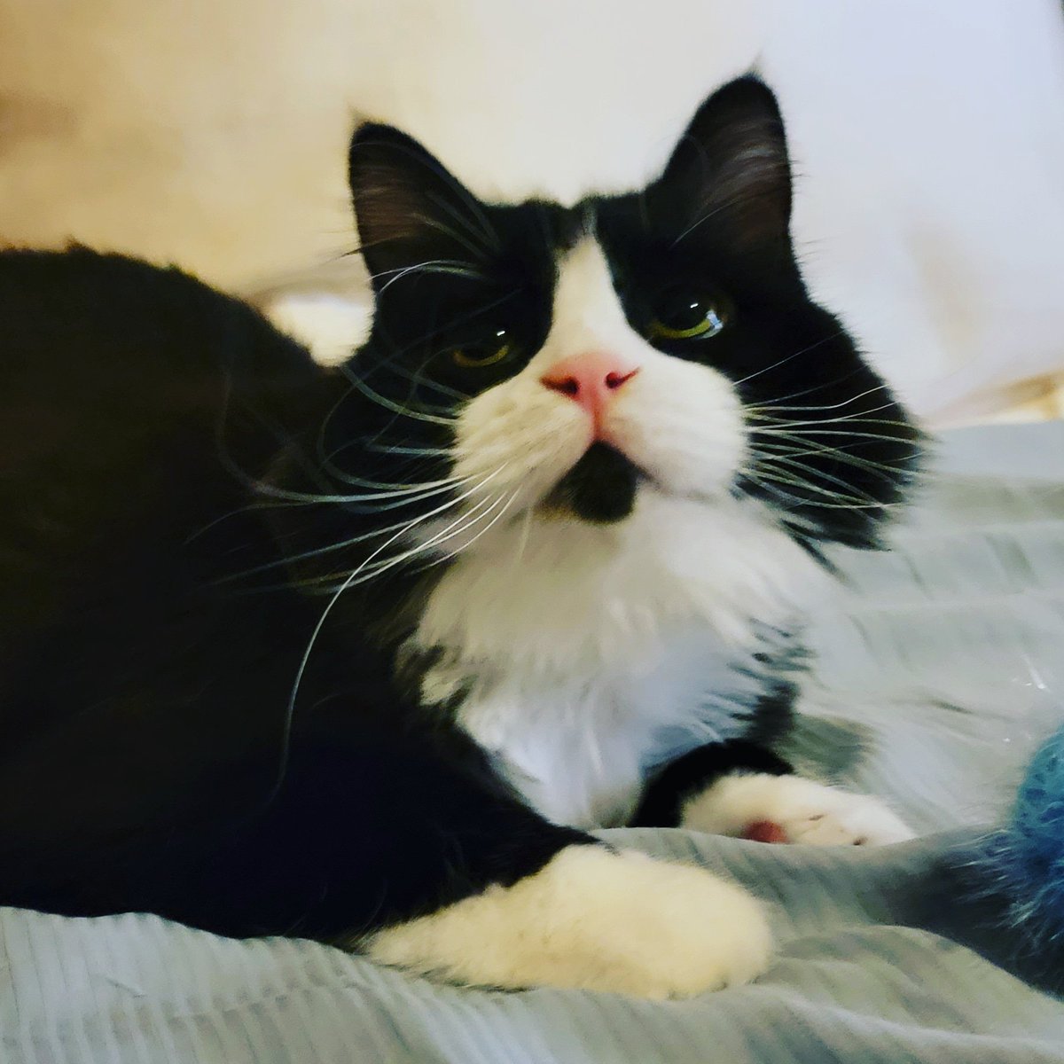 cuddlyperseus's tweet photo. I missed the #pawty 😋🐾 #happyhalloweeneveryone🎃👻 

Follow 💕 @cuddlyperseus #cuddlyperseus

@catsofinstagram
@CatTweetBot1

#happyhalloween #halloweenkitty #HappyHalloween2021 #CatsOfTwitter #kittycat #dailypawmeow #catlife #catmeow #happykittycat https://t.co/1MoGMDH0Py