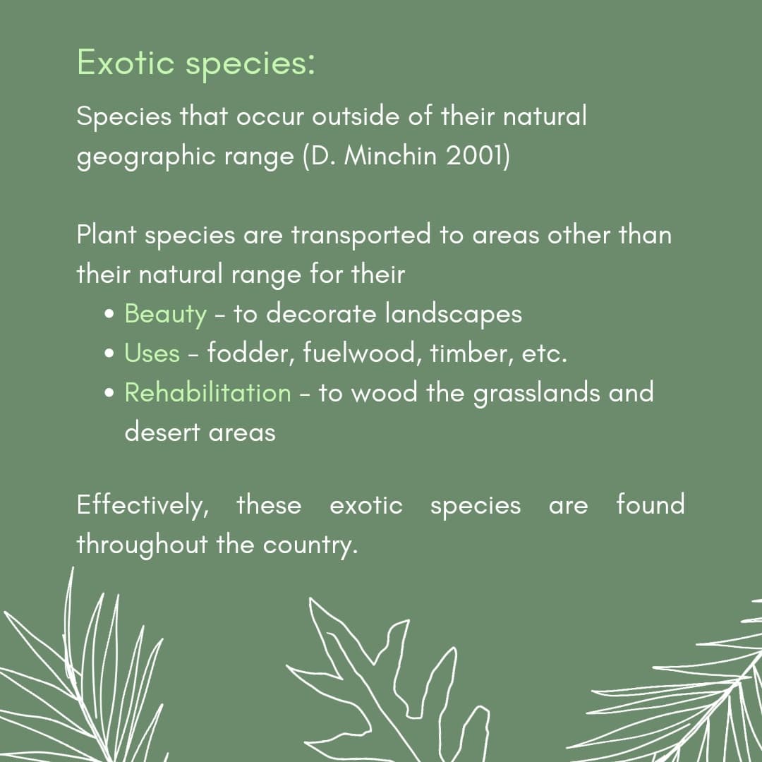 seasonwatch_in's tweet photo. Here's a #refresher on #exoticspecies, especially #exotictrees. (2/4) https://t.co/WpgBaJhpwJ