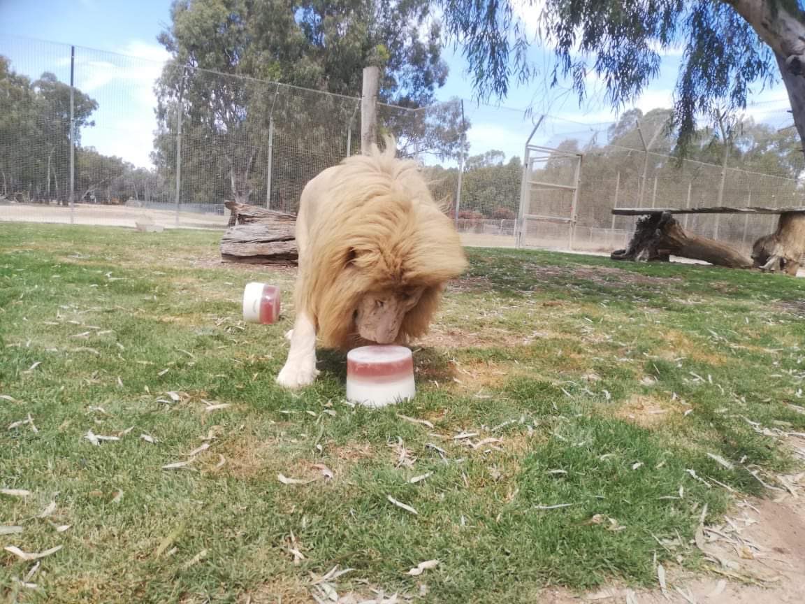 AltinaZoo's tweet photo. A MASSIVE HAPPY 7th BIRTHDAY TO OUR 4 BEAUTIFUL WHITE LIONS!!! Our spoilt Cubbies got giant iceblocks with watered down almond milk, watered down chicken juice with chicken necks on top in the shape of a 7! They loved their presents! 🎉 🎊 🎈 https://t.co/iU5iWTJGix