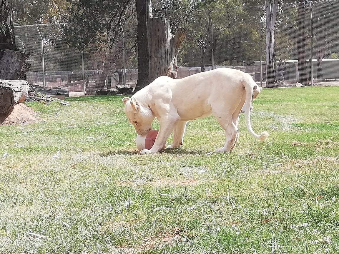 AltinaZoo's tweet photo. A MASSIVE HAPPY 7th BIRTHDAY TO OUR 4 BEAUTIFUL WHITE LIONS!!! Our spoilt Cubbies got giant iceblocks with watered down almond milk, watered down chicken juice with chicken necks on top in the shape of a 7! They loved their presents! 🎉 🎊 🎈 https://t.co/iU5iWTJGix