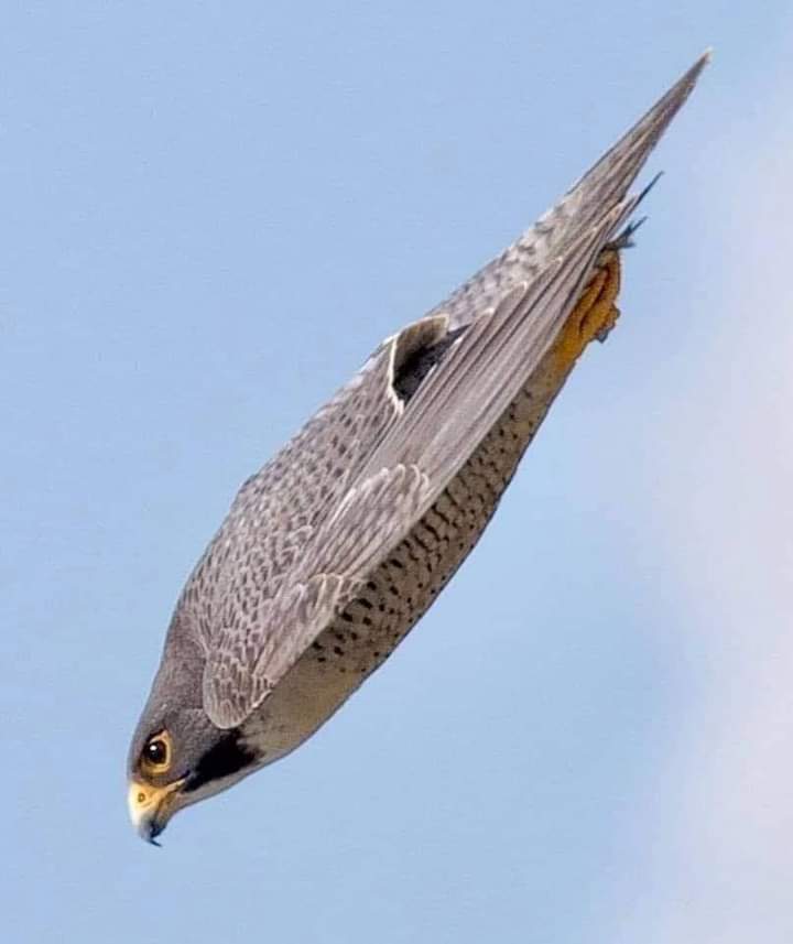 EnsedeCiencia's tweet photo. Aerodinámica perfecta de un halcón peregrino en picada. https://t.co/vCxAjPBXBD