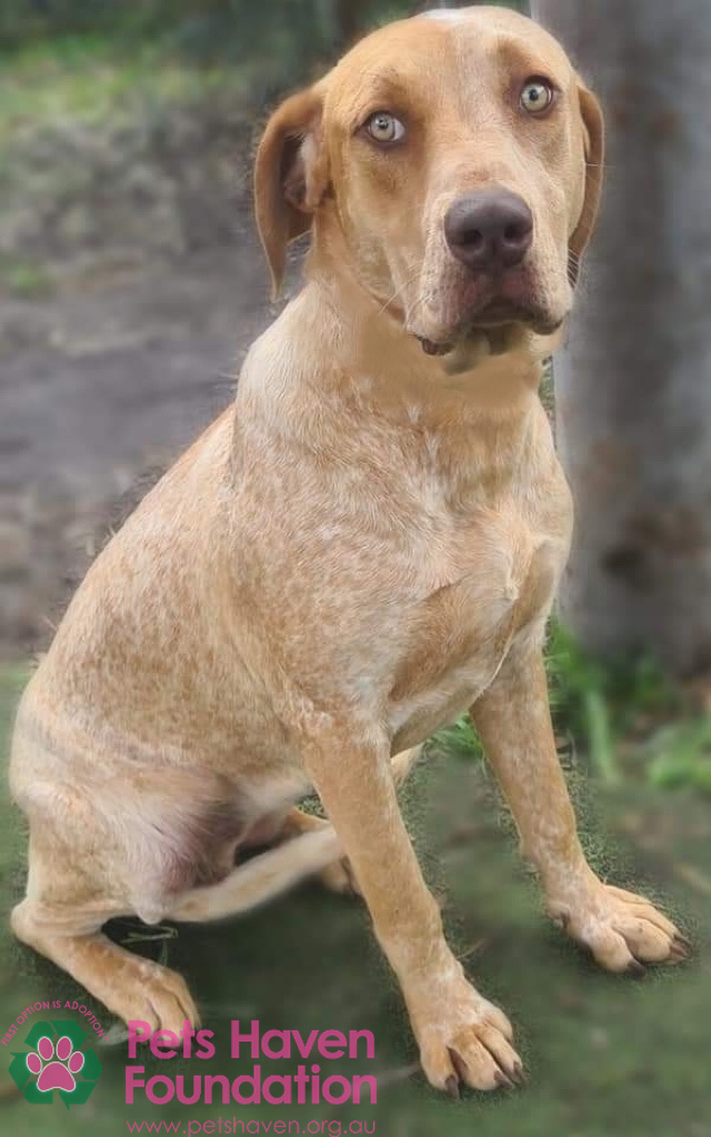 petshaven's tweet photo. Come and kiss this beauty. 
Read more about Ally here: https://t.co/Sqip7b0gpb https://t.co/GsBZ2BDD6K