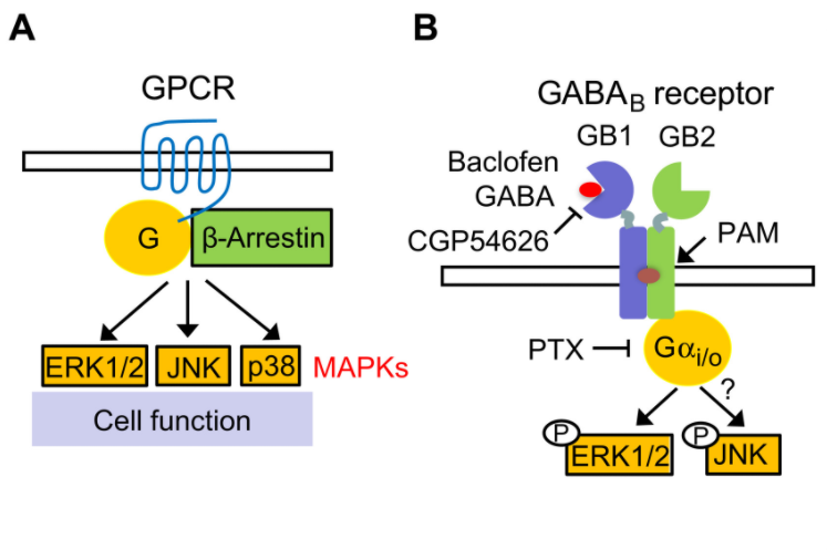 The neurotransmitter #GABA protects neurons through multiple synergistic pathways that depend on distinct #Gproteins, according to a new study in <a href="/scisignal/">Science Signaling</a>. fcld.ly/hsxtupy