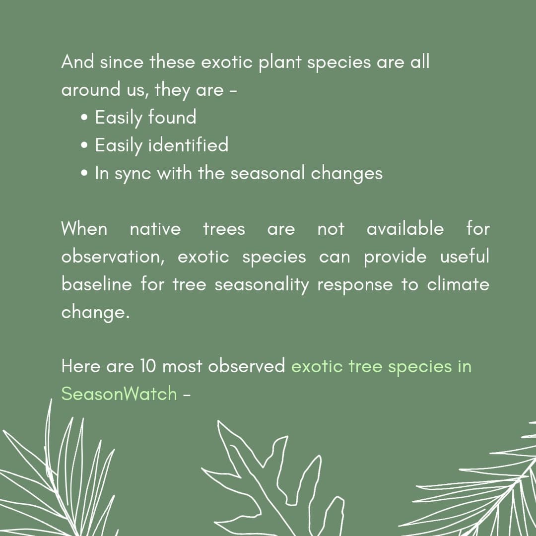 seasonwatch_in's tweet photo. #exotictrees are all around us. How many #trees around you are #exotic? (3/4)
#seasonalexotics #exoticspecies #seasonalchanges #climate #climatechange #climatechangestudies #treewatch #seasonwatch https://t.co/s2ojhQ35tJ