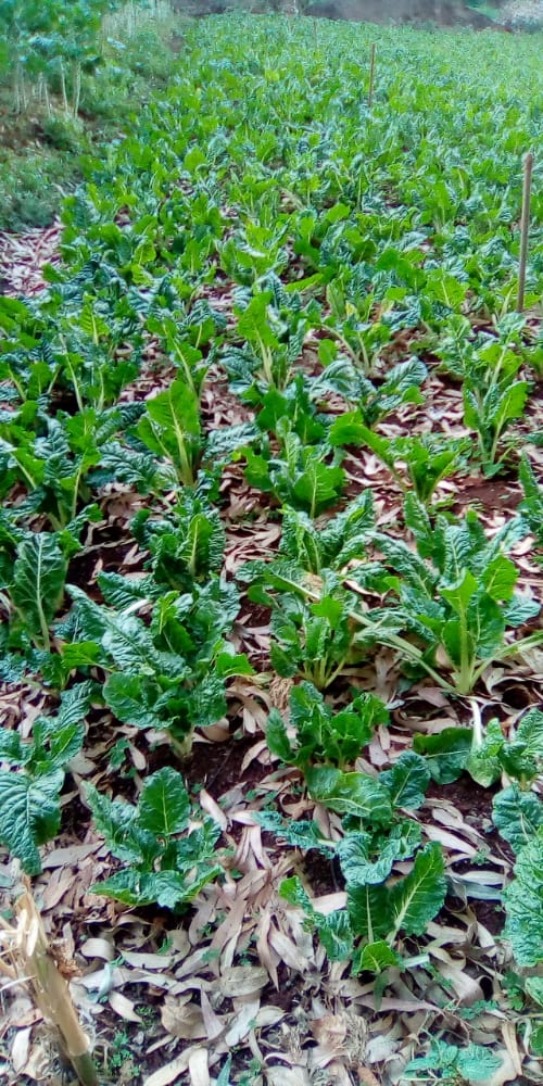 konyangokev's tweet photo. Kiambu county is a major producer and supplier of fresh vegetable to urban consumers in and around Nairobi. Watch out for an indepth analysis of the contribution of FFVs to urban #Foodsystems and #nutrition coming soon from @BiovIntCIAT_eng @CGKChege #FECB @markincolombia https://t.co/tUIsfNq2yh