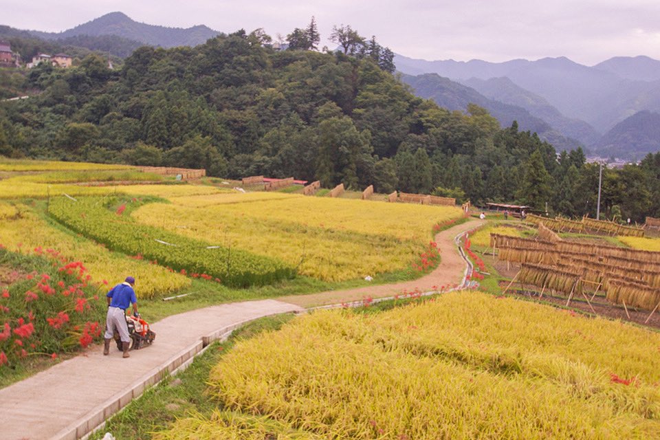 photo_by_tomo's tweet photo. "Terasaka Rice Terraces" is also a beautiful spot for golden rice ears and red spider lilies! You can enjoy the beautiful view of Mount Buko.
.
https://t.co/6S20kSW1UD
.
#Saitama
#redspiderlily
#Carpet
#Superlativeview
#Fantastic_Earth
#tourtheplanet
#japanphoto
#japanlove https://t.co/NWXbSMeFp7