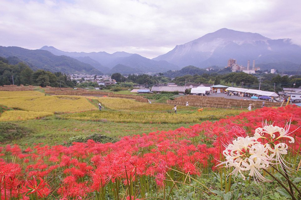 photo_by_tomo's tweet photo. "Terasaka Rice Terraces" is also a beautiful spot for golden rice ears and red spider lilies! You can enjoy the beautiful view of Mount Buko.
.
https://t.co/6S20kSW1UD
.
#Saitama
#redspiderlily
#Carpet
#Superlativeview
#Fantastic_Earth
#tourtheplanet
#japanphoto
#japanlove https://t.co/NWXbSMeFp7