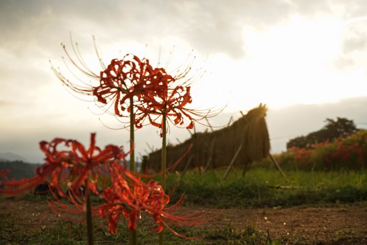 photo_by_tomo's tweet photo. "Terasaka Rice Terraces" is also a beautiful spot for golden rice ears and red spider lilies! You can enjoy the beautiful view of Mount Buko.
.
https://t.co/6S20kSW1UD
.
#Saitama
#redspiderlily
#Carpet
#Superlativeview
#Fantastic_Earth
#tourtheplanet
#japanphoto
#japanlove https://t.co/NWXbSMeFp7