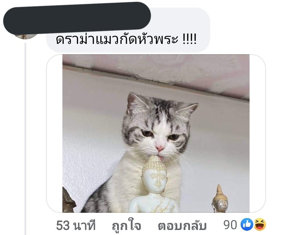 ปล์ ꒰ “̮ ꒱˚🐈⬛⋆ tweet media