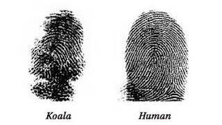 JASdoit6's tweet photo. ALAM BA NINYONG...ang fingerprint ng Koala at tao ay halos magkaparehas?

Kaya ang sinumang Koala na nais gumawa ng krimen ay kinakailangang magsuot ng gloves.

Source: https://t.co/I6ArBJuQmF

#Koala #Animals #jasdoit

Ctto of the photo https://t.co/EjKFyE8nWy