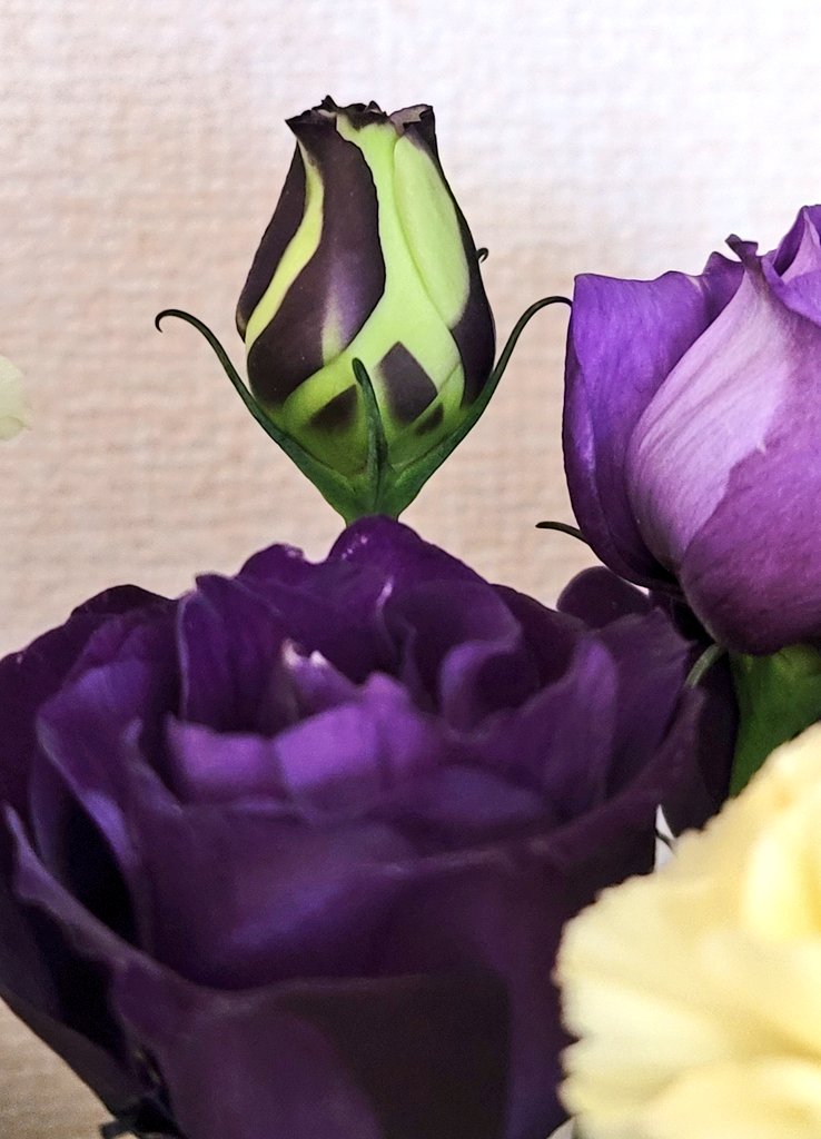 歴子 トルコキキョウのつぼみは 薄みどり色なのね でも 咲くと紫色なるのよね 花言葉 すがすがしい美しさ 優雅 優美 トルコキキョウ T Co Ikgz90k43v Twitter
