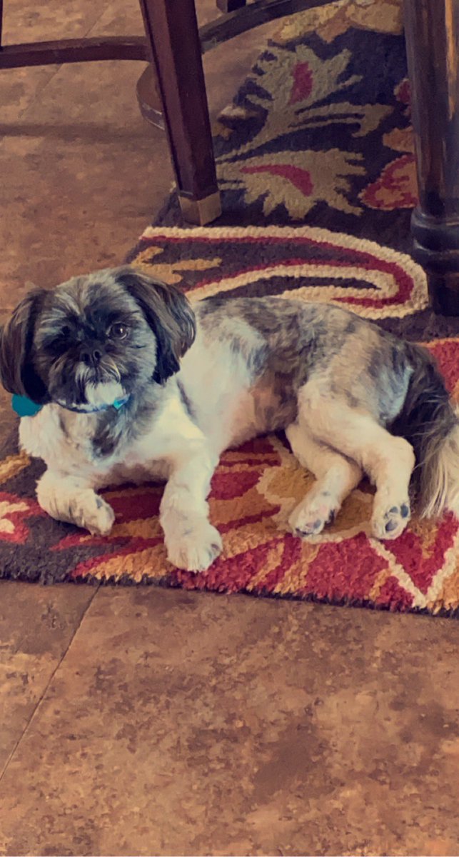 Just incase anyone is having a bad day. Here’s some cuteness overload of my 2 babies 🥺 #shihtzu #puppies