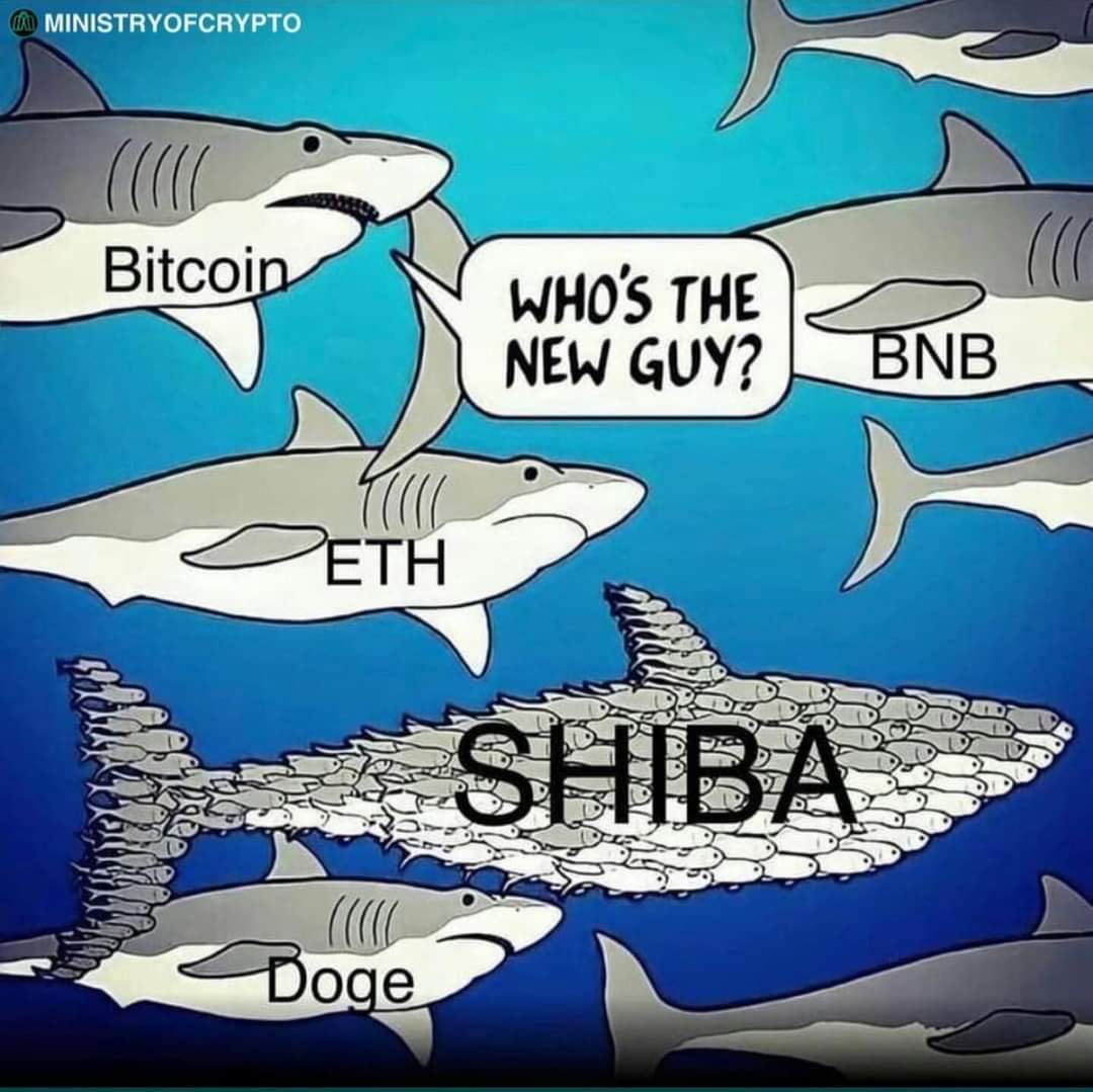 Jamshed80126016's tweet photo. @ShibInfo Are you one of them? 😆😁 https://t.co/kpkD8jFbXR