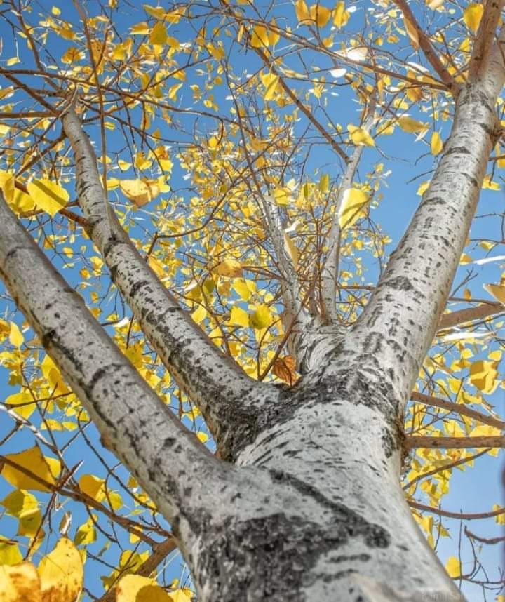 التحدث كالمؤمنين لن يجعلك واحدًا منهم فالطريق نحو الله لا يحفظ بل ُيمشى.....🍂
#احلى_صباح_الخير