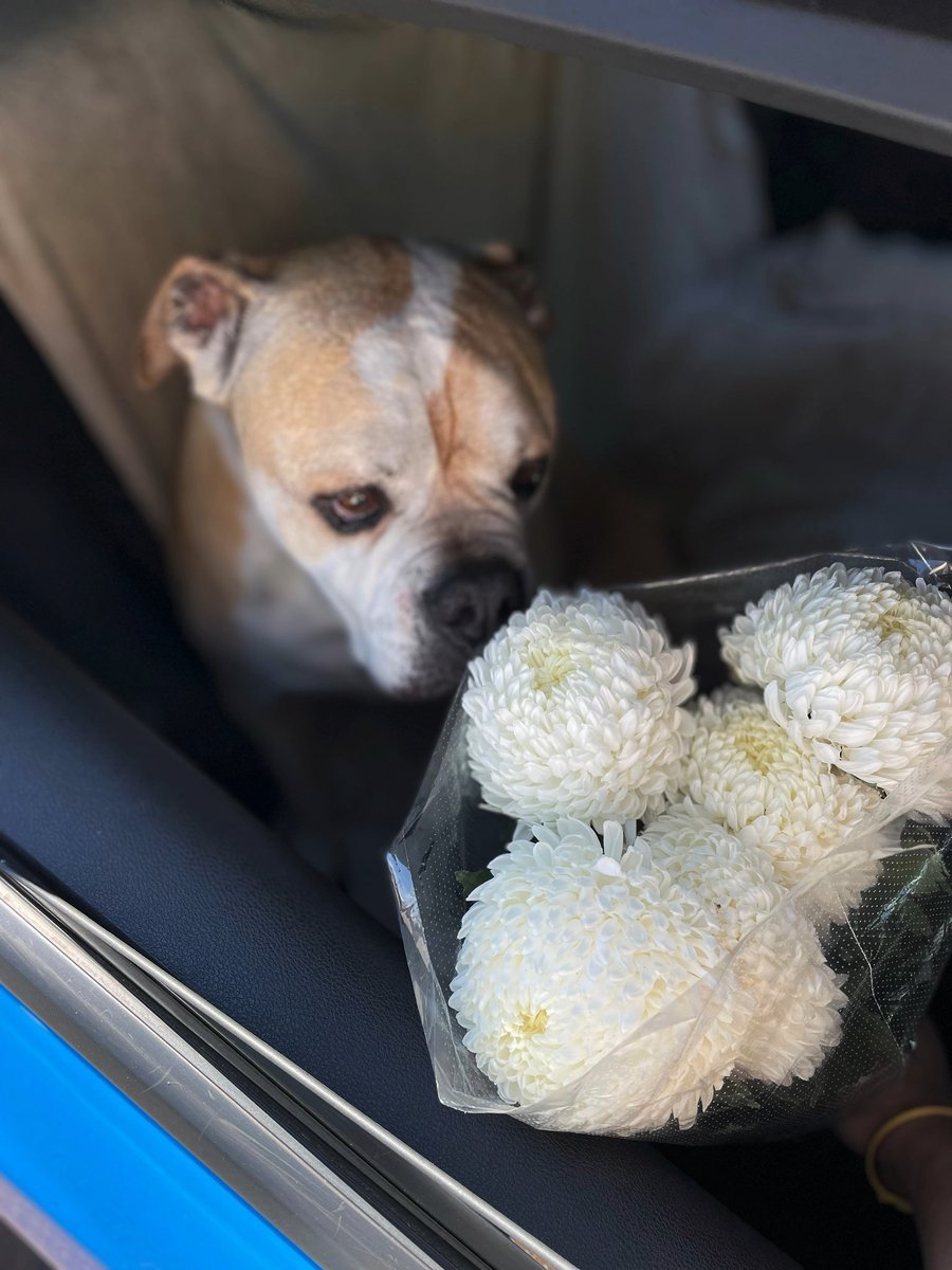 Archie_Bulldog's tweet photo. I helped Daddy choose flowers yesterday. I chose these fluffy ones. Daddy said they’re called Chrysanthemum Disbuds. That’s now the longest word I know. https://t.co/QZVAkkHkUJ