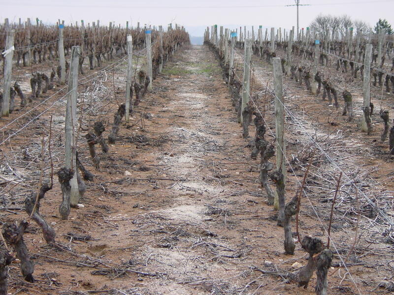 VigneReussir's tweet photo. Ne pas négliger le chaulage des vignes https://t.co/BrslsDzGIf https://t.co/aBrAGG84b8