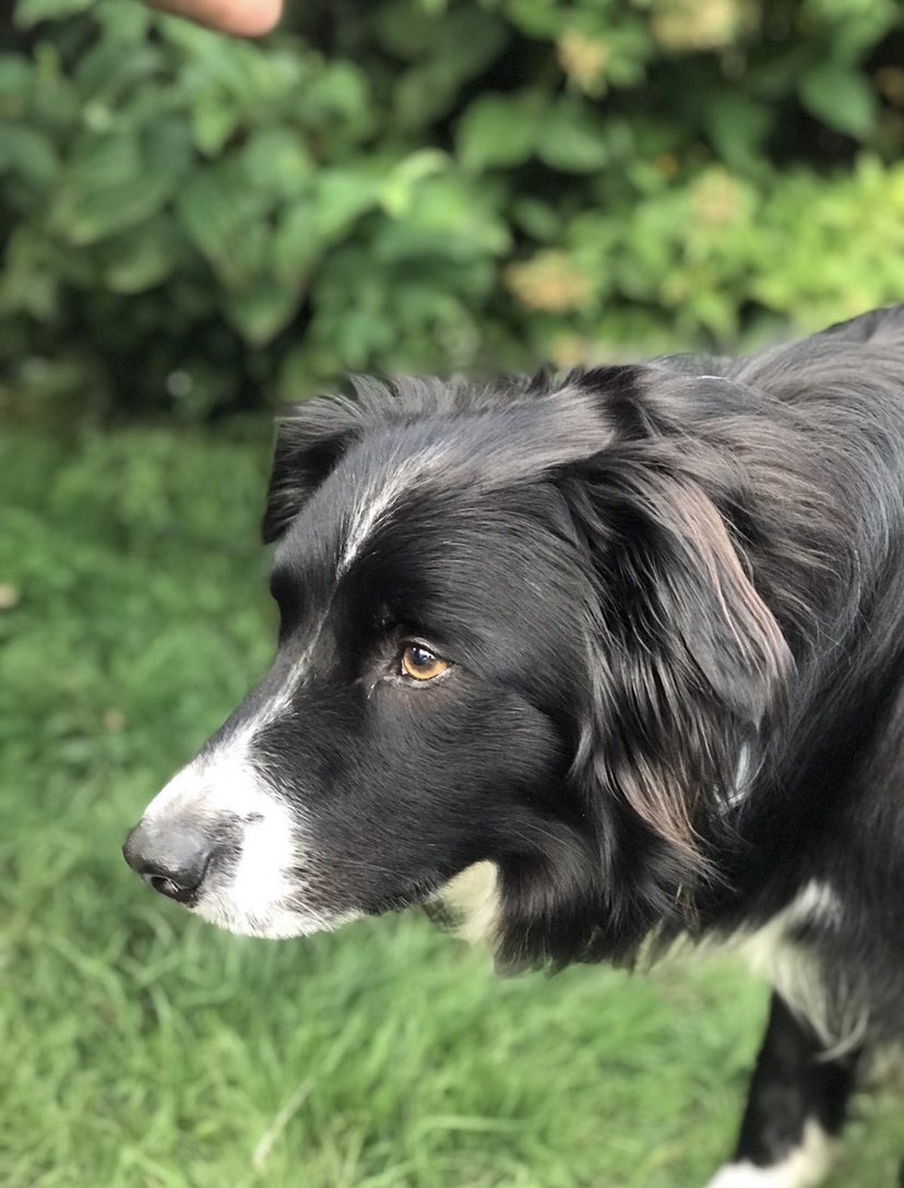BorderReggie's tweet photo. Happy we gotcha day to our Reggie 🐾 
Been with us 4 years today and I honestly couldn’t imagine him not being with us! #bordercollie #dogsofinstagram #hansomeboy #dogsarefamily #bordercolliesofinstagram #DogsofTwittter 

Love my boy and all his craziness 🐾🎾🥰 https://t.co/P2BeIXiYCS