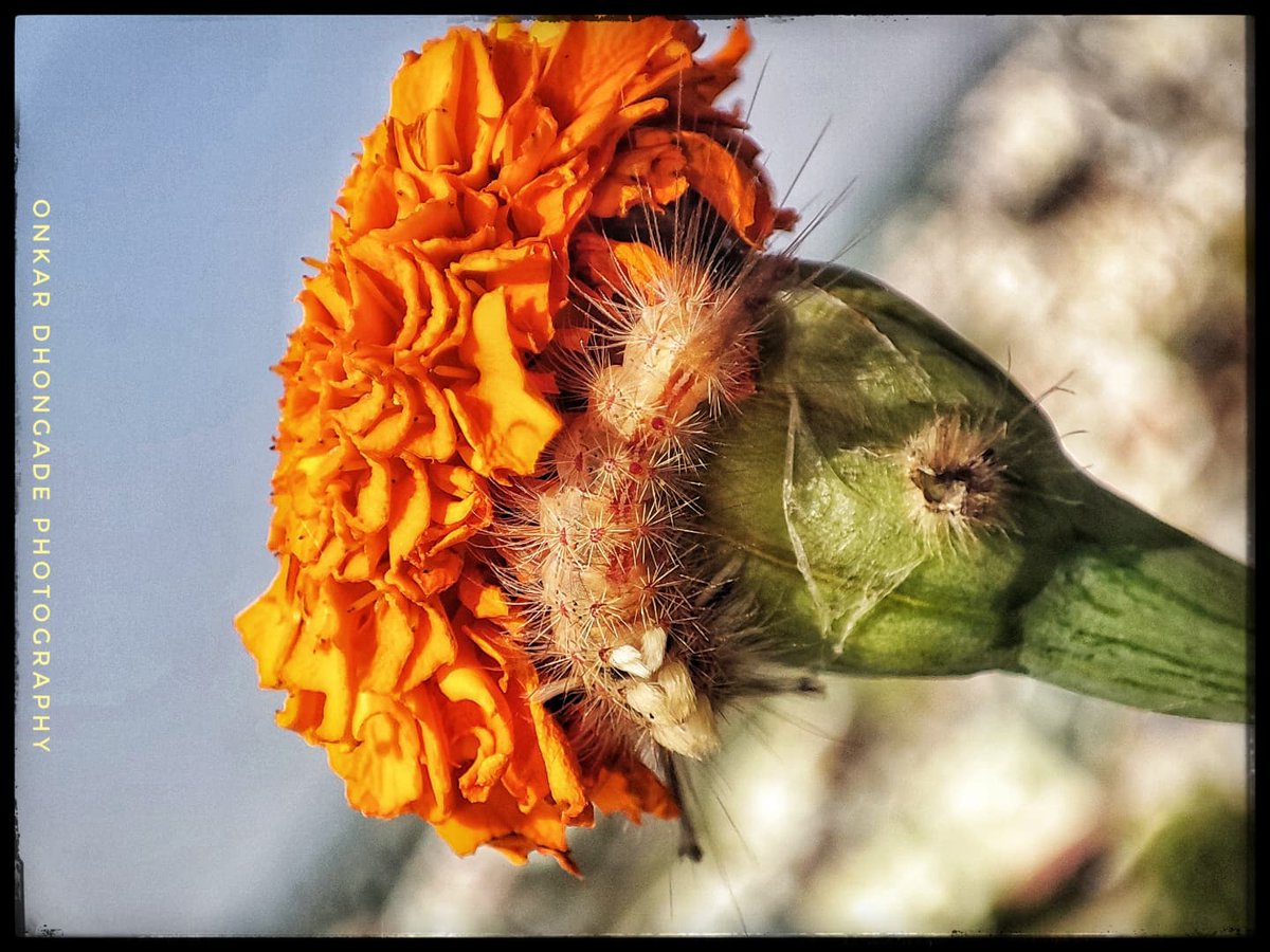 onkarpdhongade's tweet photo. Caterpillar on marigold flower! The amazing macro world!
#macroworldmania #macro_captures_ #macro #macro_vision #macroclique #macroworld #macro_brilliance #macrophotography #mobigrapher #mobilephotography #closeup #flashphotography #shotusingmacro #shotonmi11x #xiaomiphotography https://t.co/xmqGtfVekU