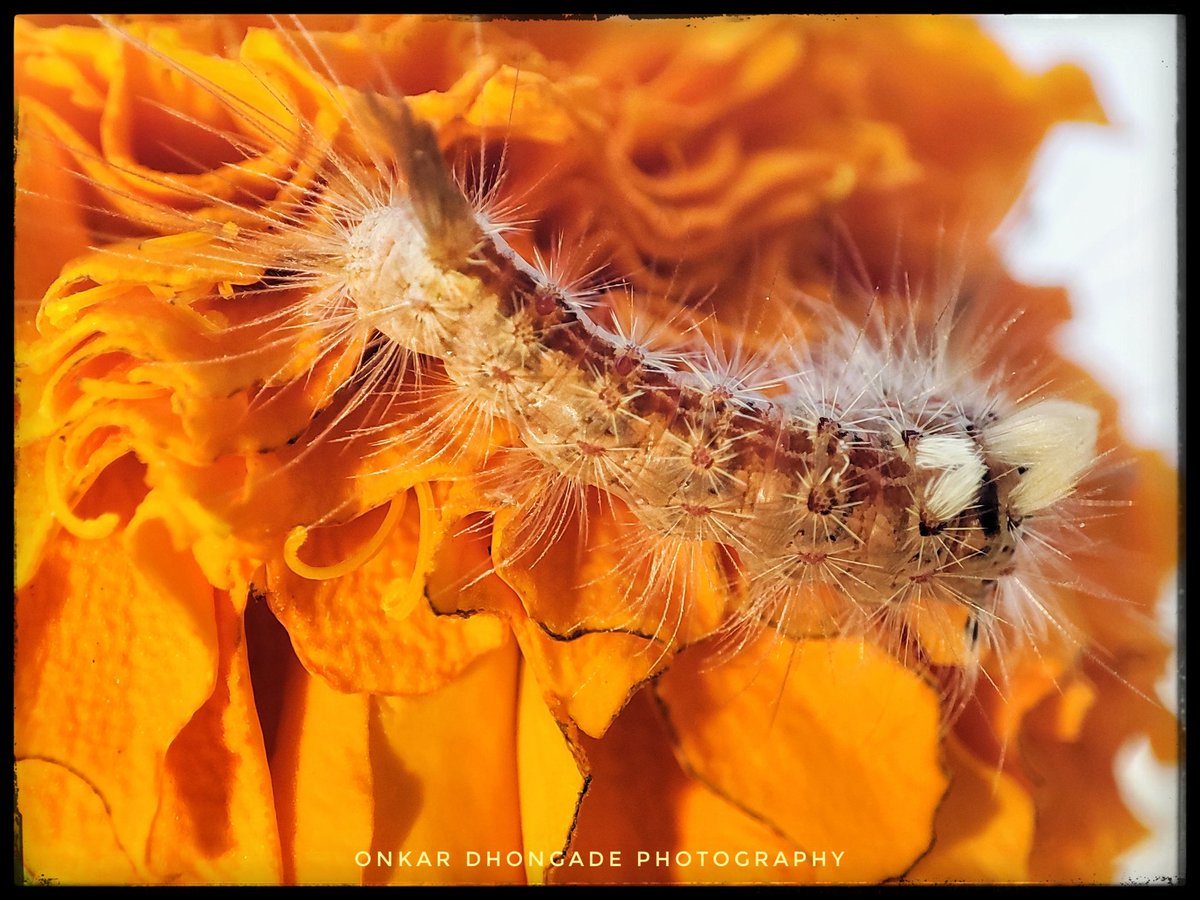 onkarpdhongade's tweet photo. Caterpillar on marigold flower! The amazing macro world!
#macroworldmania #macro_captures_ #macro #macro_vision #macroclique #macroworld #macro_brilliance #macrophotography #mobigrapher #mobilephotography #closeup #flashphotography #shotusingmacro #shotonmi11x #xiaomiphotography https://t.co/xmqGtfVekU