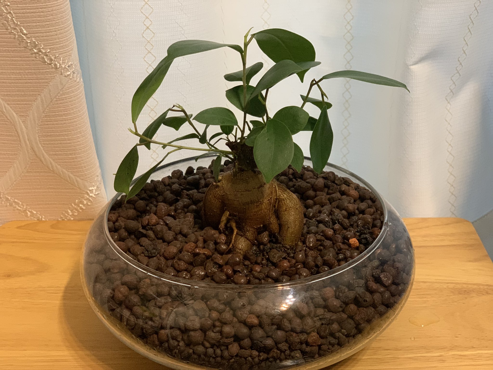 تويتر 和地つかさ على تويتر 根腐れしてた観葉植物さんとﾊﾞｲﾊﾞｲして新たなガジュマルさんお出迎えした 虫は嫌いなのでハイドロカルチャーにしたよ 今回は健やかに育ちますように 久しぶりにお花も飾りました T Co Yjct2gublg
