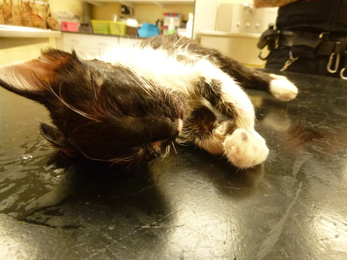 Katzenworld Blog tweet media