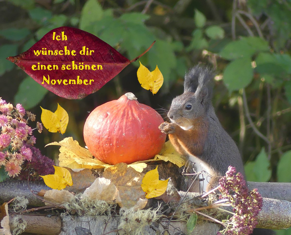MehrZeitAmMeer's tweet photo. Ich wünsche euch einen schönen und sonnigen November 🌞🦔🍁🌻 https://t.co/twy6KB7wWx