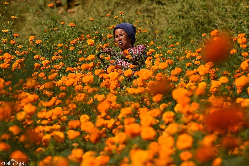 AngadDhakal's tweet photo. इचंगुमा धमाधम फूल टिप्दै किसान
#marigold #sayapatri #harvest #tihar #tiharfestival #culture #joy #festivalofflowers #festivalofcolours #festivaloflight #nepal #kathmanduvalley #photojournalism #photojournalist #pjclub #pjmasks #iamnikon #nikond750 https://t.co/FvlVgkmgEI
