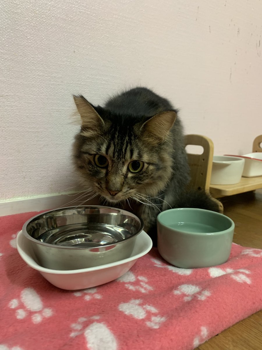猫の病気 - Twitter Search / Twitter