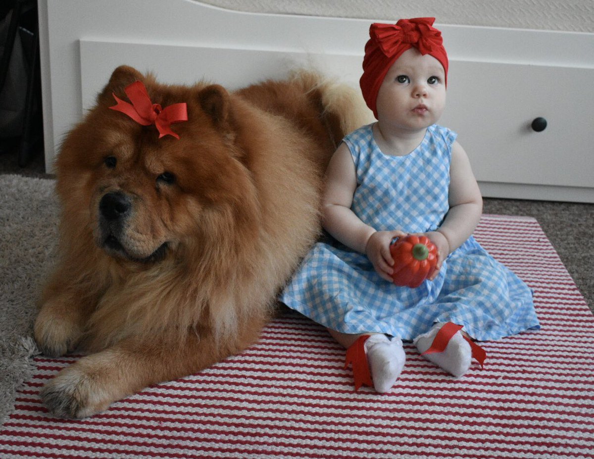 LeahsFitBits's tweet photo. I couldn’t resist! @Harry_Styles eat your heart out!
#wizardofoz #chowchow #halloween #Harryween https://t.co/gHAtpCxsjf