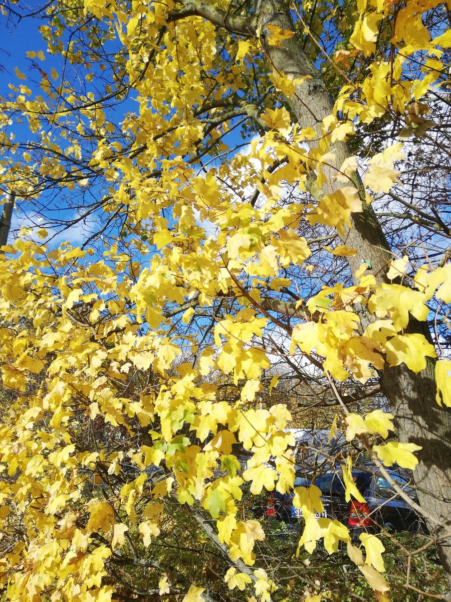 Loki (@deinemutti7) on Twitter photo 