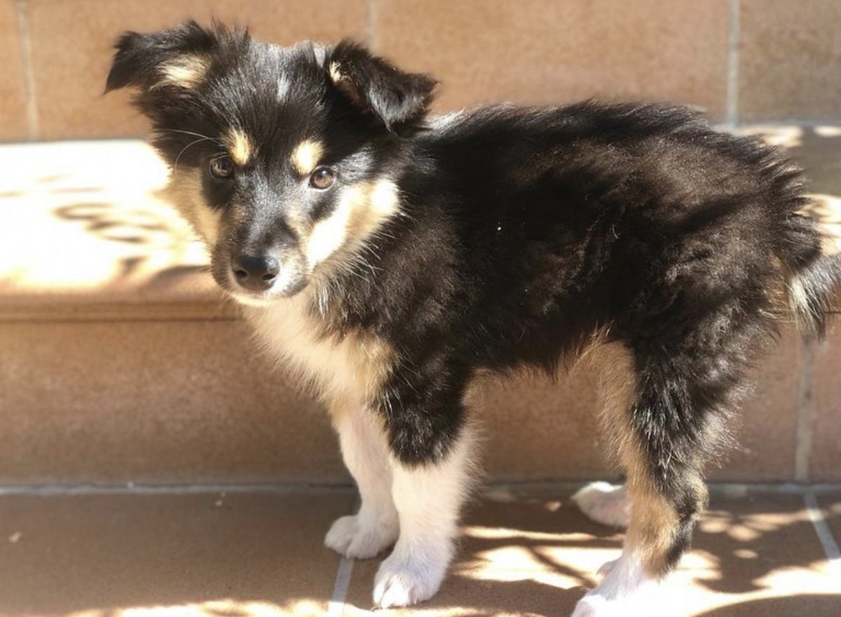 Cocodrilo es un cachorrito adorable y bueno.
Se encuentra en @alcuadradoadopciones
Te gustaría darle un hogar? Comparte y difunde
#AppAdoptMe #AdoptMe #adopcionresponsable #adopcion #adopta #app #adoptanocompres #gata #cats