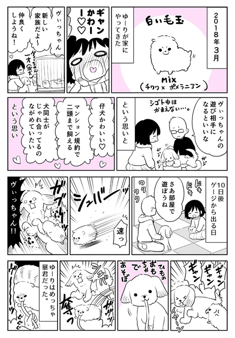 「仔犬を初めて飼いました」櫻井家のエッセイ風漫画(2/3) 