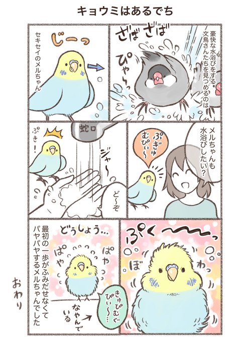 マンガ「キョウミはあるでち🦜」

文鳥さんたちのように水浴びをしたい
メルちゃんだけど、、、🦜💦

#セキセイインコ #漫画が読めるハッシュタグ 