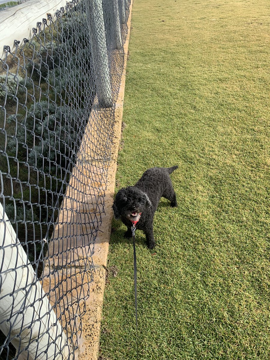 MMG9898's tweet photo. This mornings fun outing with a hint of rain with my mate Flo. #MichelleRuns #Quinnsrocks #Australia #KeepITFit https://t.co/zEIt91qhqI