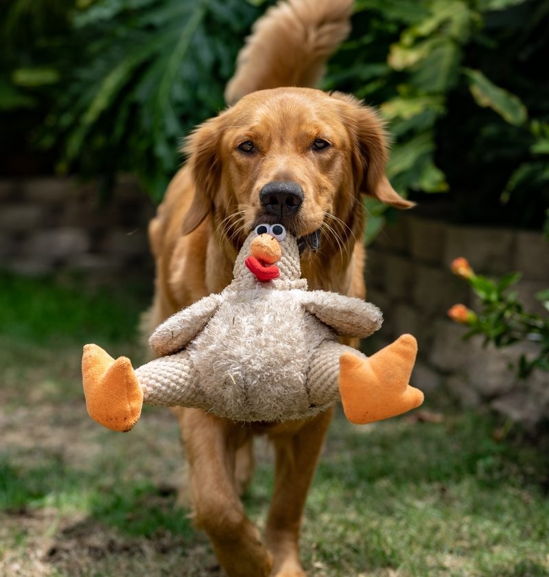 Looking for some activities to try with your pup? Why not check out our list of activities that you could try? 🐾

bounceandbella.co.uk/7-fun-things-t…